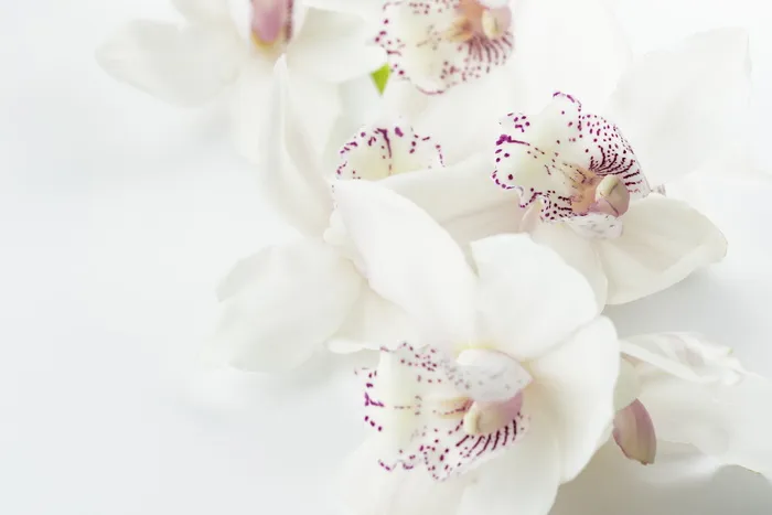 白色和紫色兰花，特写，摄影，兰花，花朵白色背景，花朵，紫色，异国情调