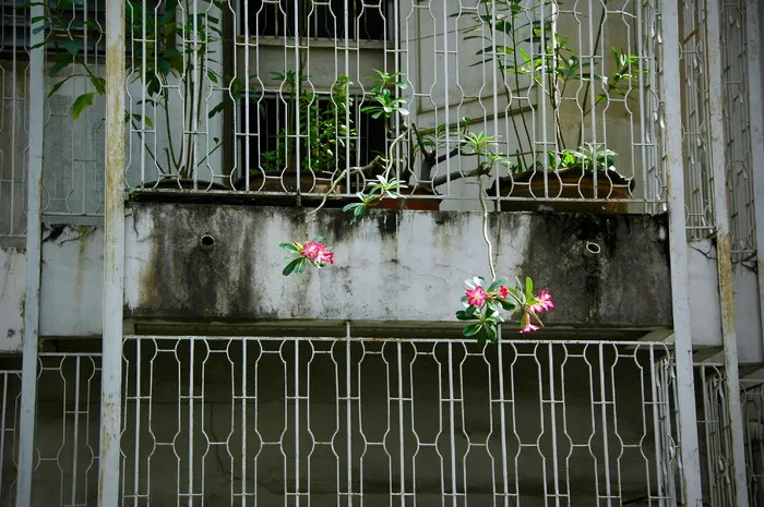 粉色花朵，植物，花朵，栏杆，扶手，花朵，插花，栏杆