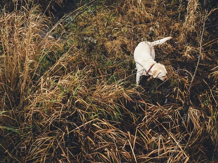 成年，黄色，拉布拉多猎犬，站立，棕色，草，照片，拉布拉多犬