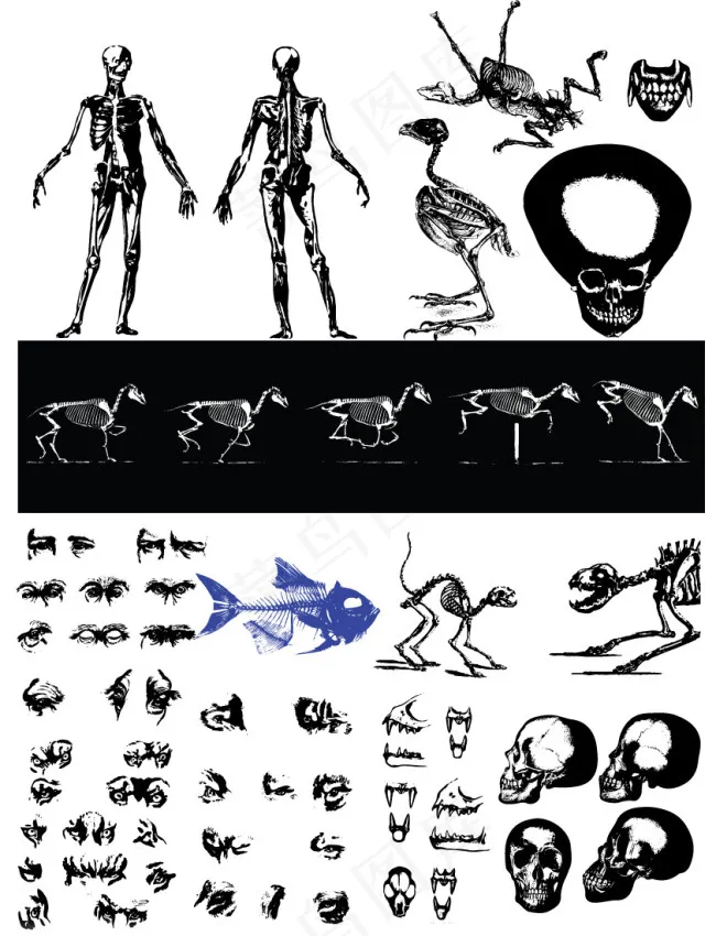 生物进化人体骨骼示意图
