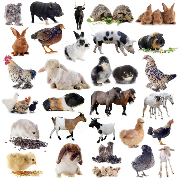 家畜家禽动物图片