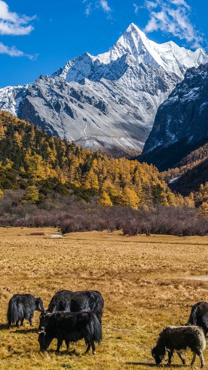 雪山下吃草的牛高清摄影图片相似推荐