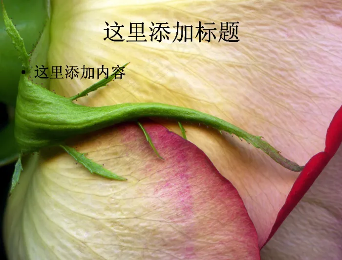 玫瑰植物摄影(8)