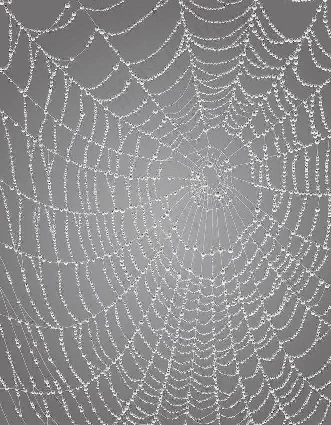 水珠水滴蜘蛛网图片