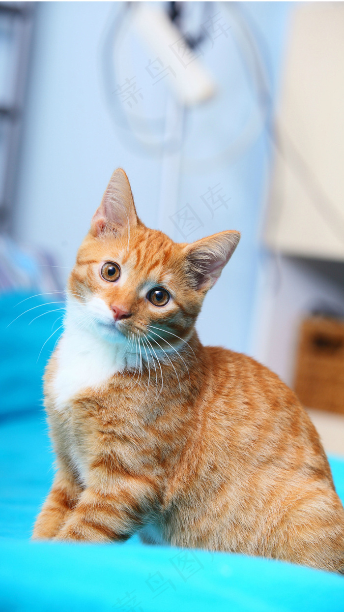 可爱的猫咪高清摄影图片3