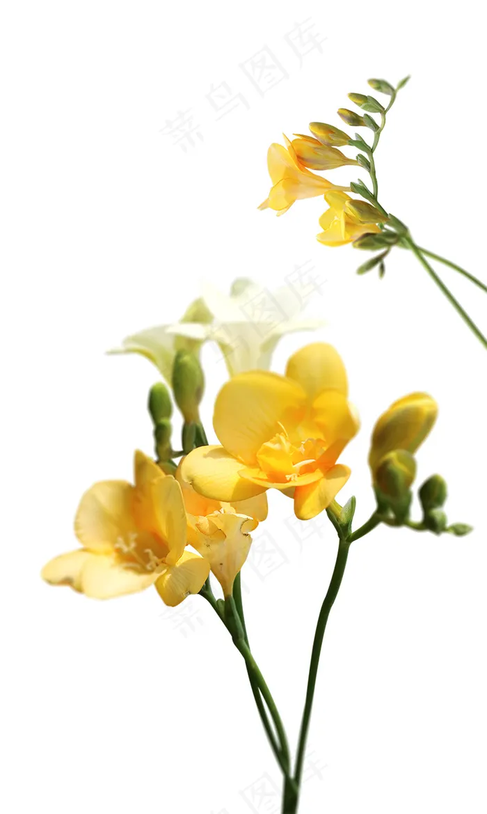 黄色海棠花