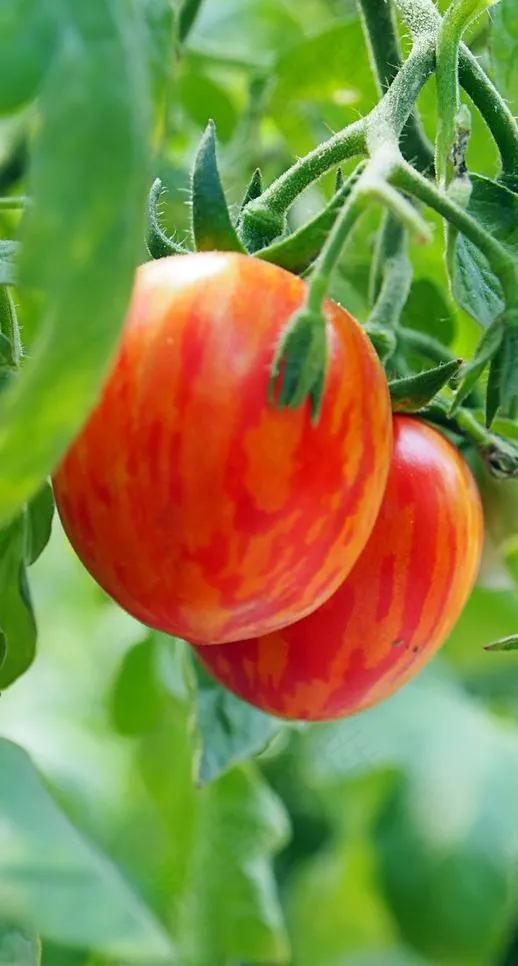 樱桃番茄图片