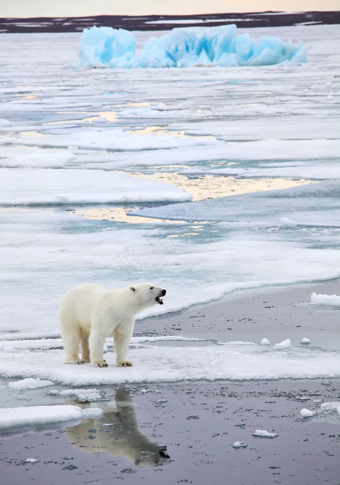 冰河里的北极熊图片