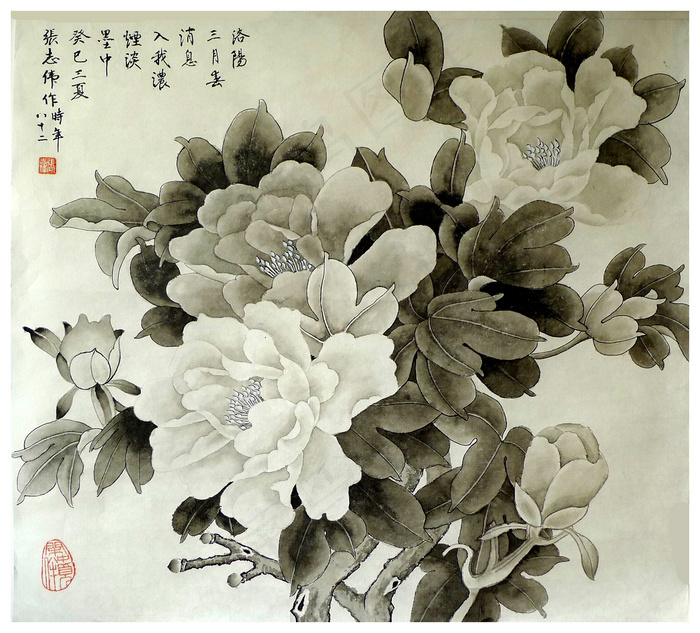 水墨牡丹图片