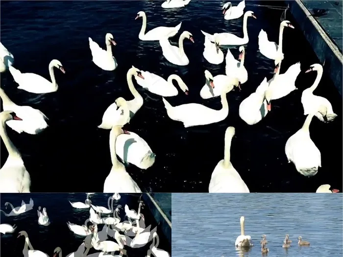一组湖上天鹅戏水的视频合辑素材