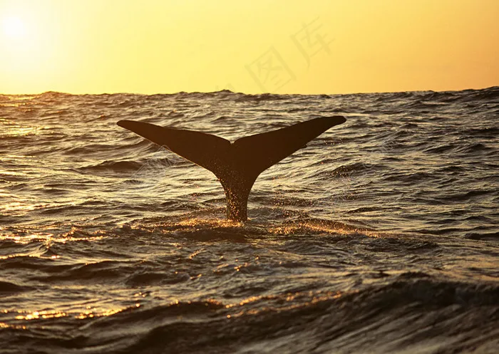 鲸鱼尾巴摄影图片