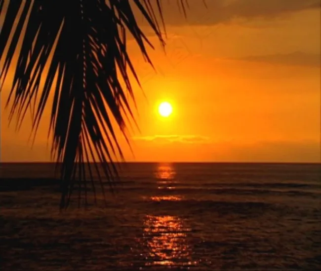 海上日出椰子树视频素素材下载