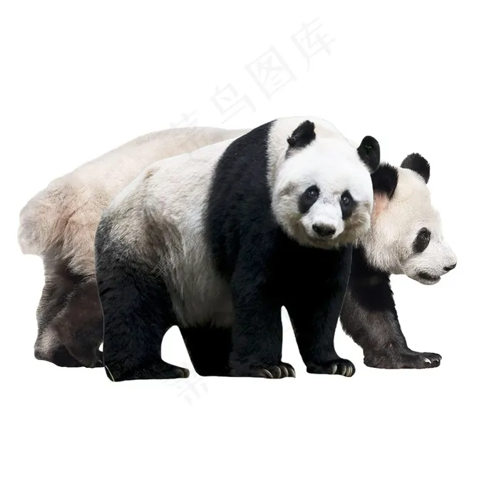熊猫免抠素材PSD分层