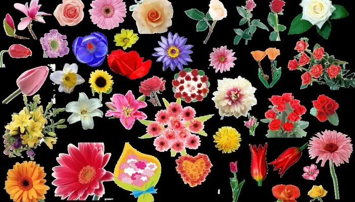 花 各种类型花朵图片