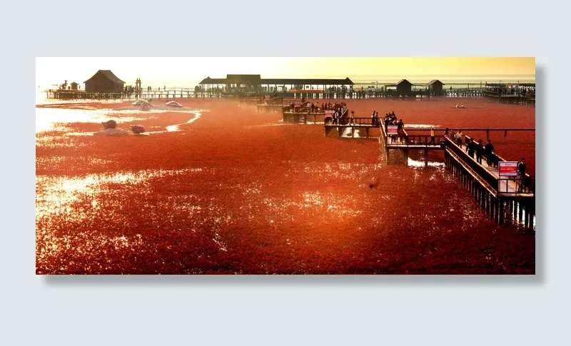 迷人的红海滩图片