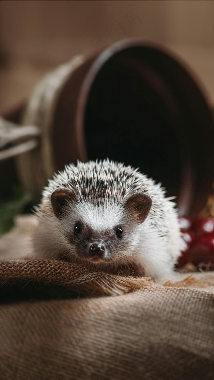 本素材作品名称为刺猬高清摄影图片,素材编号是1374810, 是一张格式为