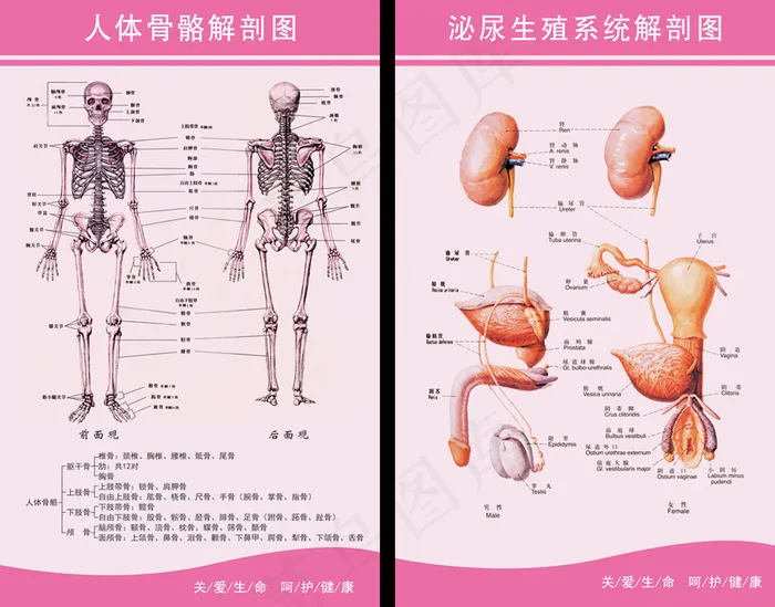 人体骨骼解剖图泌尿生殖系统解剖图