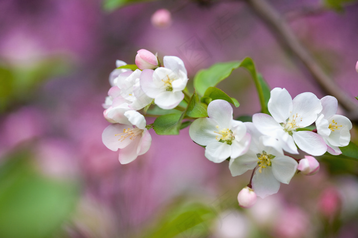 本素材作品名称为怒放的白色樱花特写图片图片,素材编号是93357