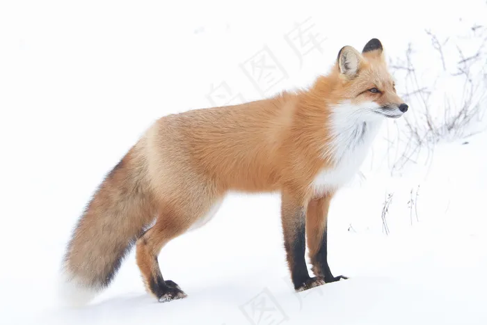 在雪2红狐狸