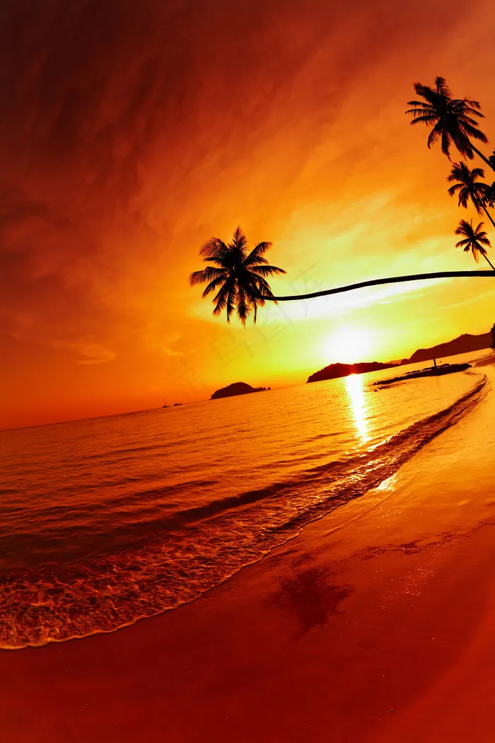 夕阳 沙滩 椰子树图片