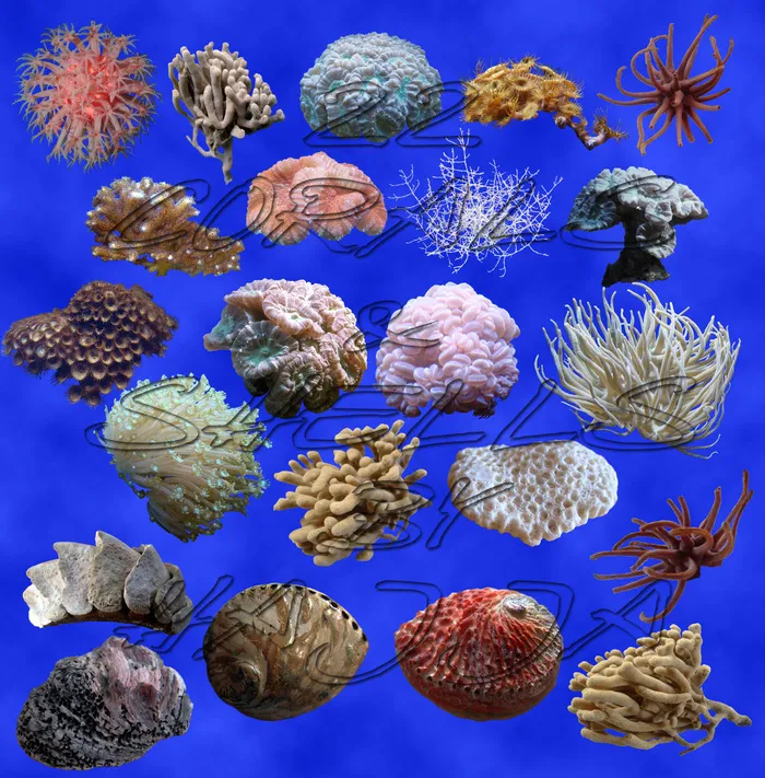 海底珊瑚素材免扣