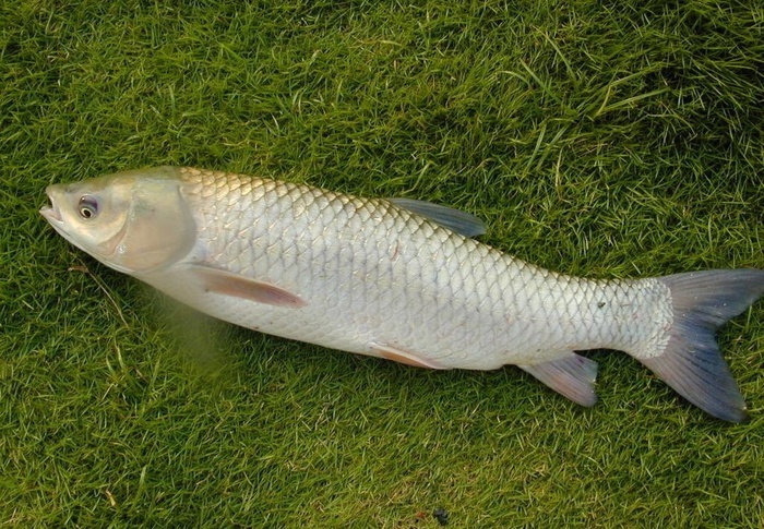 草鱼图片 鱼 - 菜鸟图库