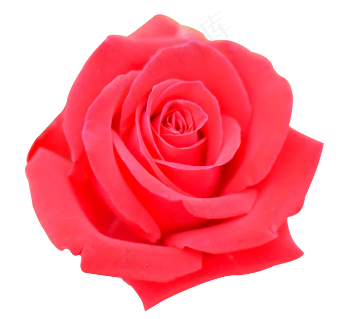 娇艳美丽的玫瑰鲜花娇艳美丽的玫瑰鲜花