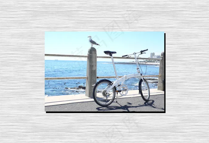 白鸽与自行车图片