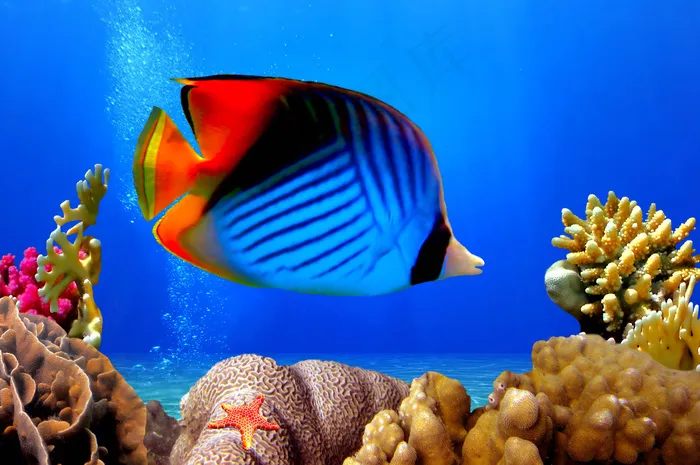 海底鱼类动物图片