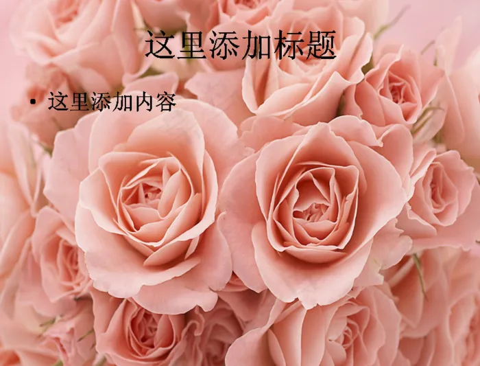 玫瑰植物摄影(4)