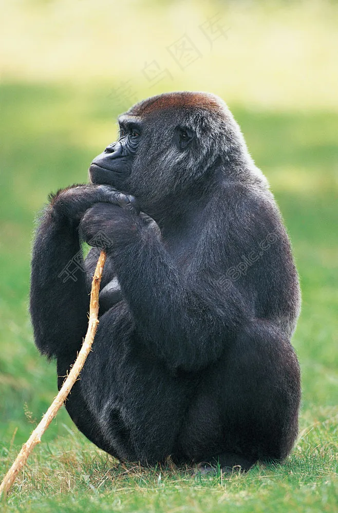 正在沉思的猩猩图片