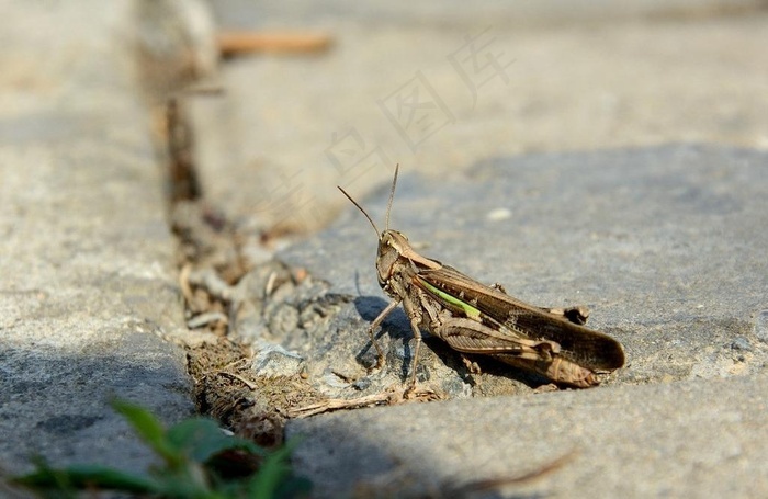 蚱蜢图片