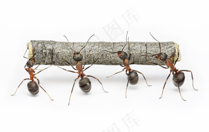 蚂蚁举木头图片图片