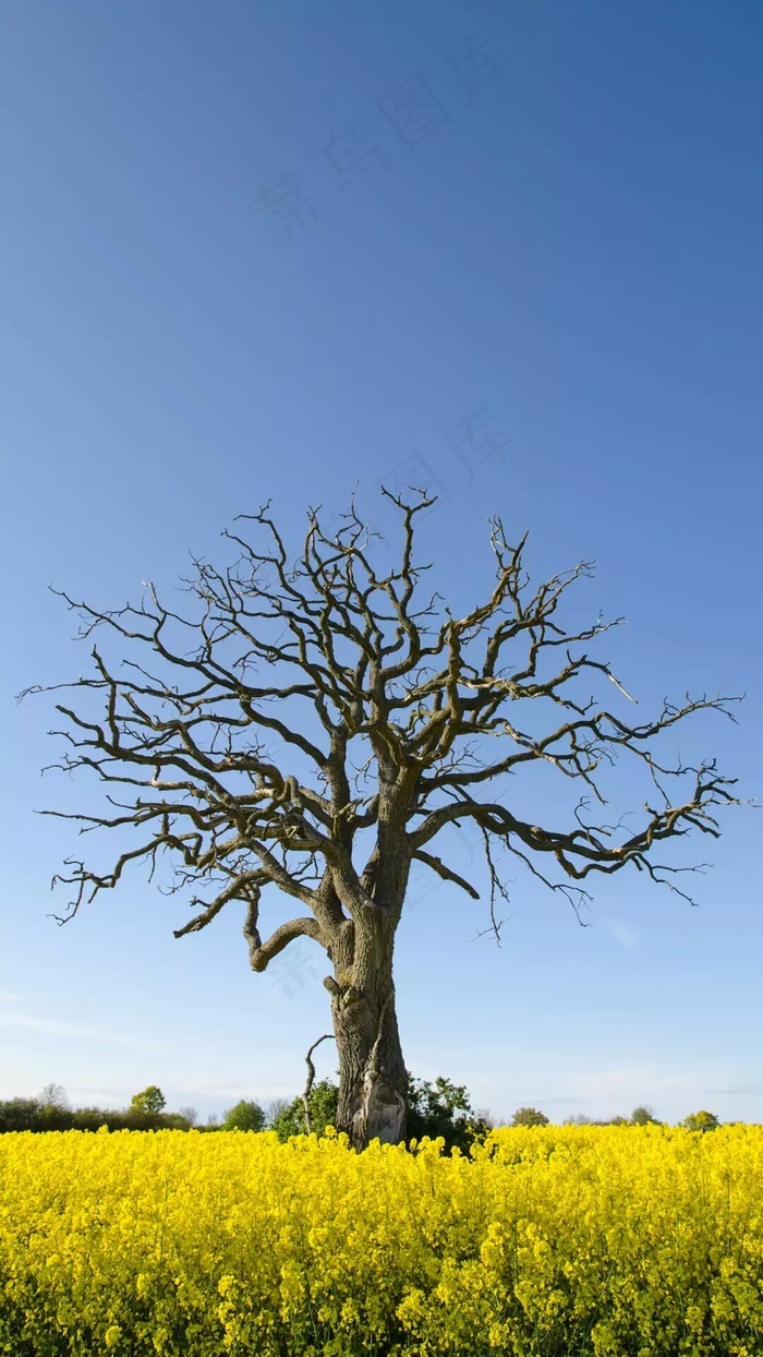 本素材作品名称为花海的树高清摄影图片,素材编号是1320095, 						是