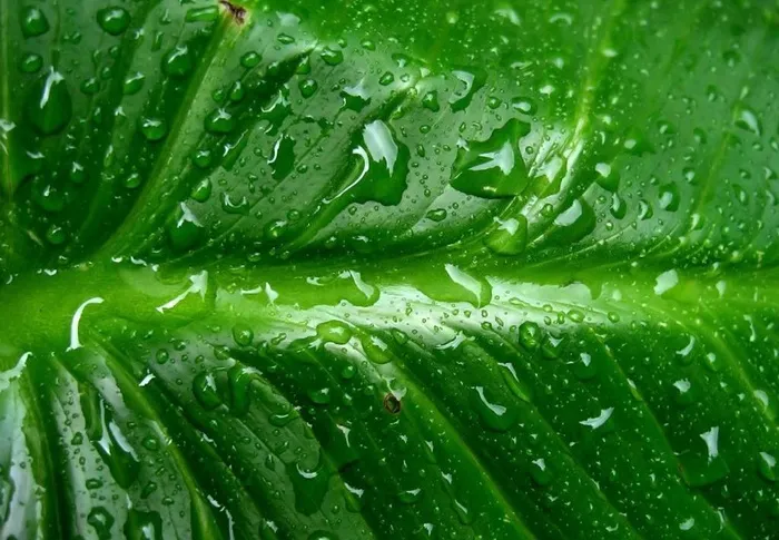 绿叶 水滴 水珠 露水图片