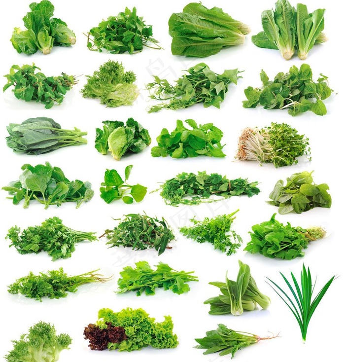 绿色蔬菜大全30种图片