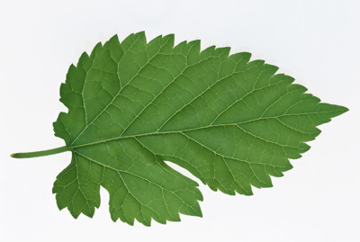 多种叶子,树叶3d材质贴图素材-33