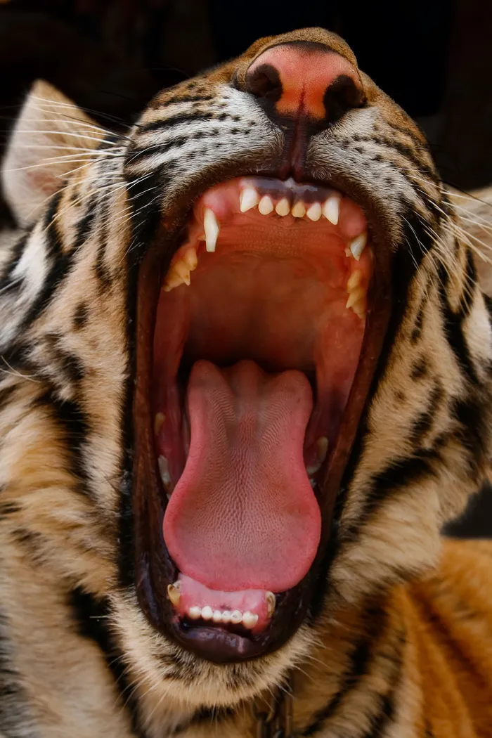 张大嘴巴的老虎图片