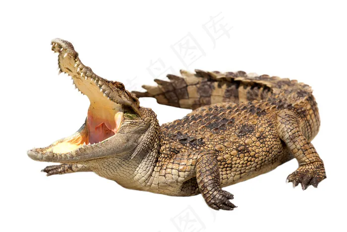 张大嘴巴的鳄鱼图片