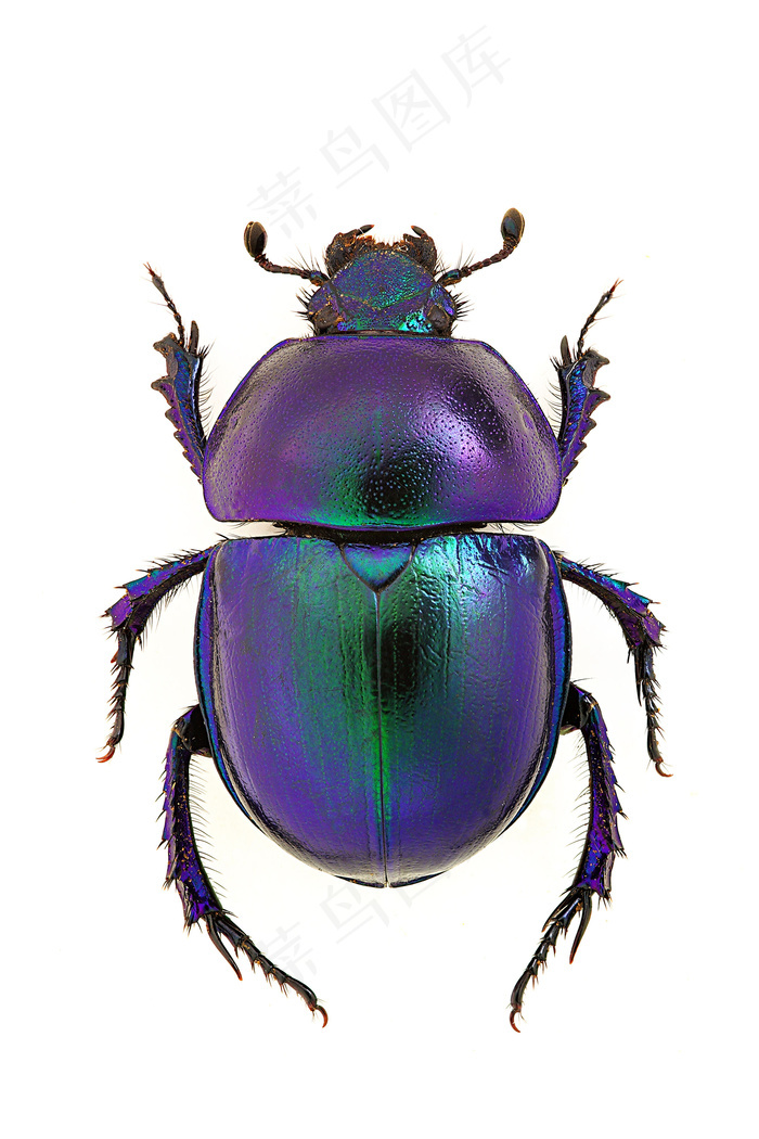 甲壳虫摄影图片