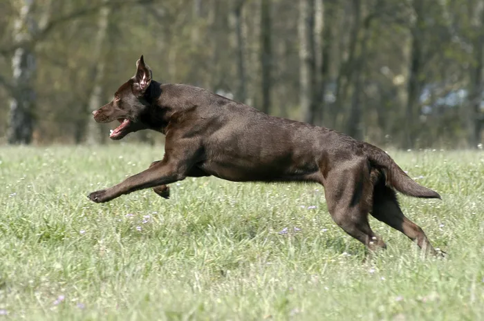 在草地上奔跑的黑狗图片