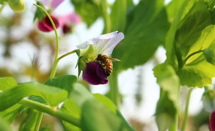 蜜蜂与豌豆花图片