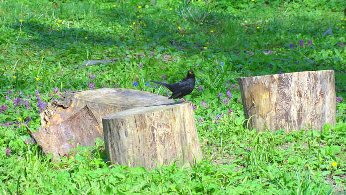 停留在树桩上的小鸟图片