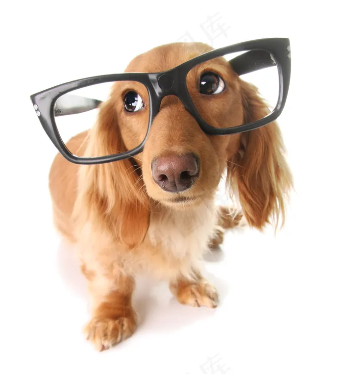 戴眼镜的小狗图片