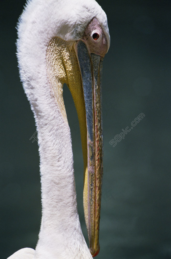 非洲野生长嘴动物图片