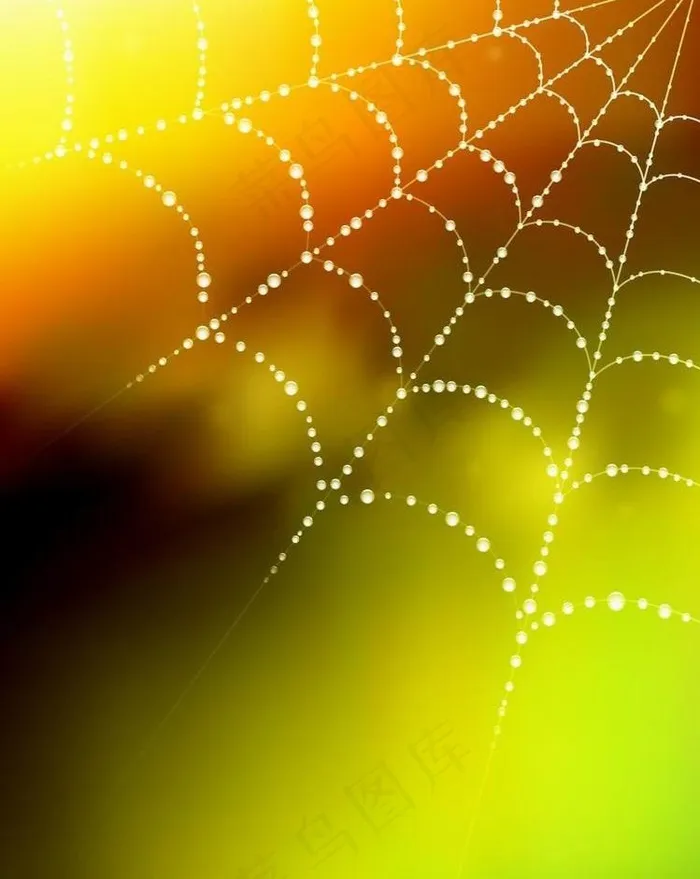 水珠水滴蜘蛛网图片
