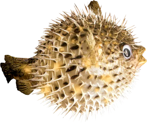 海底动物带鱼海鱼透明免抠png