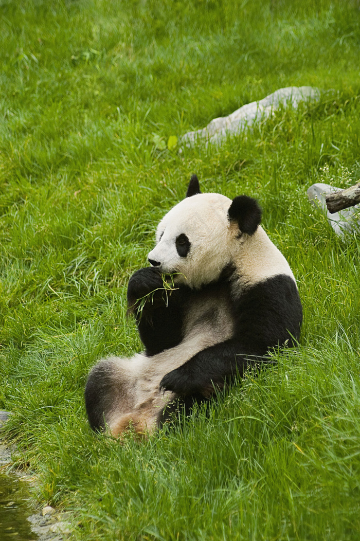 国宝大熊猫的样子图片图片