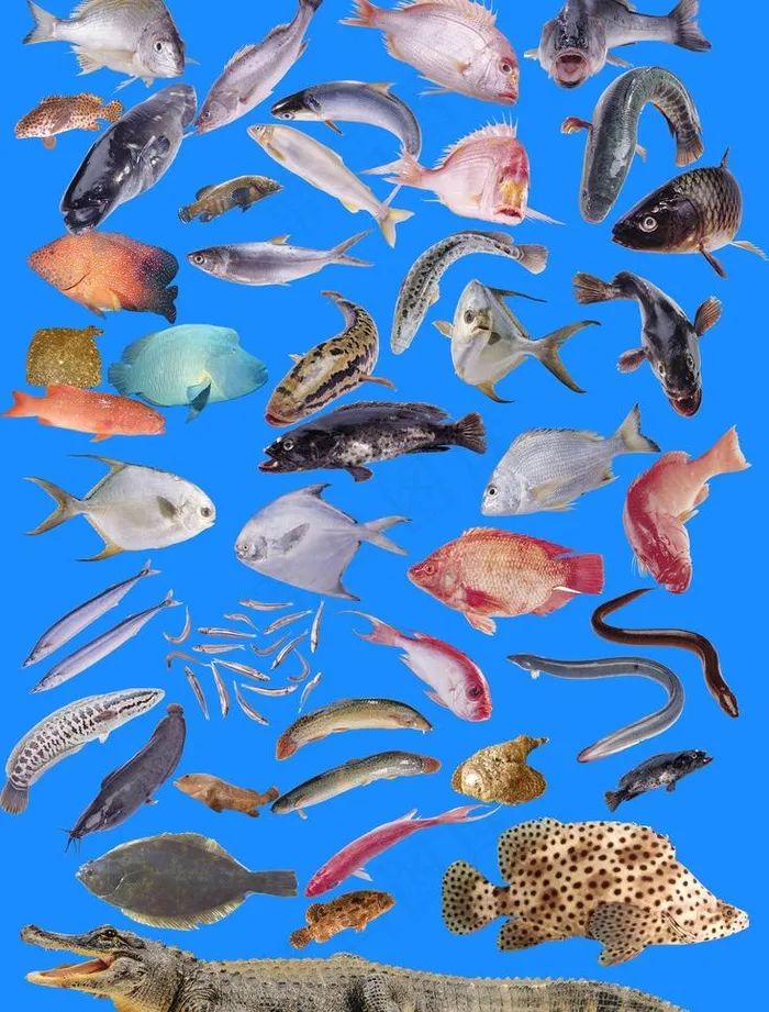 海鲜之都 鱼类图片