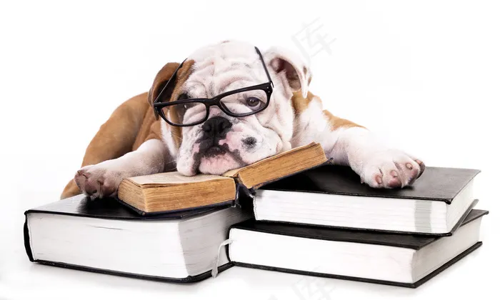 戴眼镜的小狗与书本图片